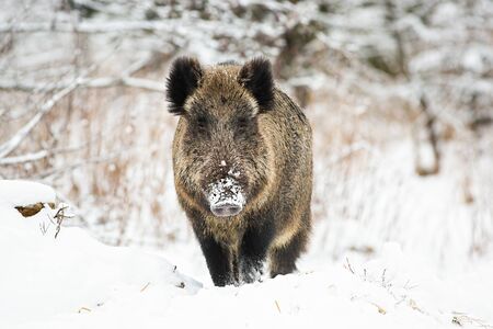 Powerful wild boar, sus scrofa, standing in snow facing camera and watching in winter. Front view of aggressive wild mammal approaching in wilderness.の写真素材