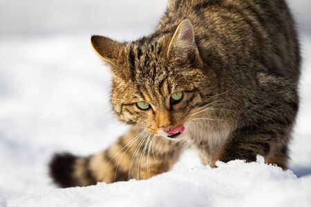 Close-up of european wildcat, felis silvestris, licking its mouth with pink tongue on snow in...