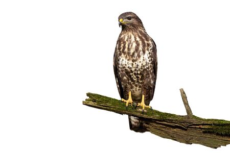 Wondering common buzzard, buteo buteo, with curious look isolated on white background. Surprised...