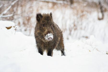 Young wild boar, sus scrofa, piglet with snow on snout looking curiously in wintertime. Hairy cute animal watching on a meadow in nature with copy space.の写真素材