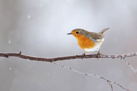 European robin, erithacus rubecula, with orange feathers on breast sitting on a twig in winter....