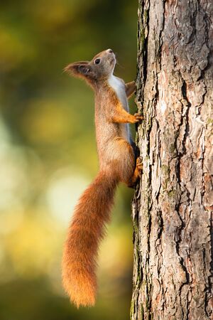 Red squirrel, sciurus vulgaris, climbing up a pine tree in forest with sunlight and green blurred background. Vertical composition of cute little rodent with fluffy tail.の写真素材