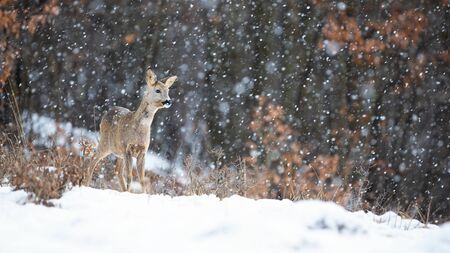 Roe deer, capreolus capreolus, doe standing in blizzard with snowflakes falling in winter. Wild...