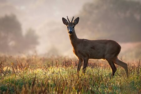 Interested roe deer, capreolus capreolus, buck watching on a field with green grass wet with dew in the summer morning. Male mammal in nature, Slovakia, Europe.の写真素材
