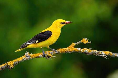 Male adult golden oriole, oriolus oriolus, on a moss covered twig in summer with blurred green background. Vibrant yellow bird sitting in treetop in nature.の写真素材