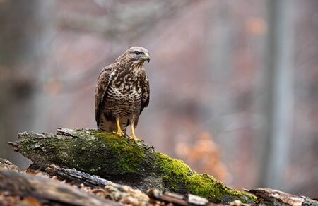 Curious common buzzard sitting on a branch covered with green moss in forest in autumn with copy space. Wild bird of prey with yellow claws watching in nature.の写真素材