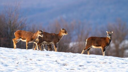 Herd of wild mouflons, ovis musimon, walking together on snow covered field in winter. Group of...