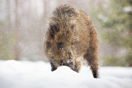Young wild boar, sus scrofa, digging in snow with snout and looking for food in winter. Animal with brown fur surviving cold weather in nature. Mammal feeding in natural habitat.の写真素材