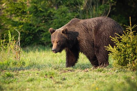 Majestic brown bear, ursus arctos, walking on a green meadow in springtime. Dominant male mammal looking with head down at sunrise. Wild animal moving alongside small tree.の写真素材