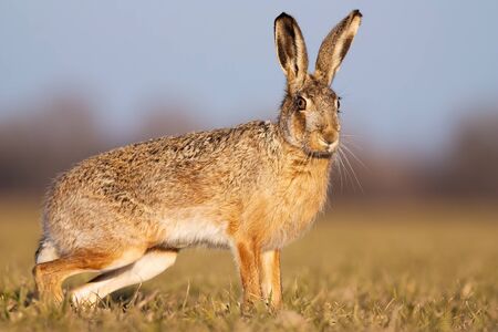 Cute brown hare, lepus europaeus, standing on a field in spring at sunset. Adorable wild animal...