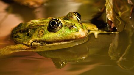 Head of edible frog, pelophylax esculentus, peaking out of water inside pond in springtime. Green wild animal swimming in wet natural environment. Animal wildlife in wilderness.の写真素材
