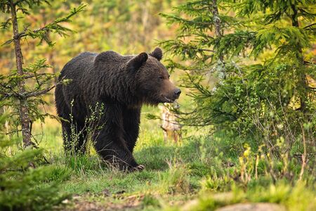 Magnificent brown bear, ursus arctos, male going between trees on meadow. Majestic animal wildlife in spring from low angle. Mammal walking in nature at sunrise.の写真素材