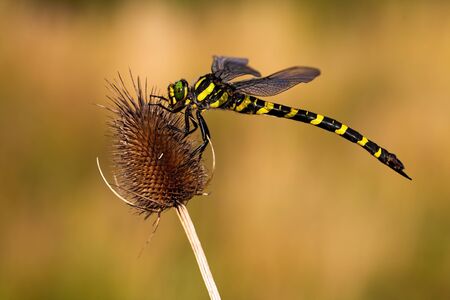 Mature golden ringed dragonfly, cordulegaster boltonii, sitting still on a dry thistle in summer. Large insect with yellow and black stripes above moorland.の写真素材