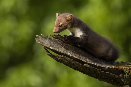 Cute young beech marten, martes foina, exploring summer forest on a sunny day. Baby mammal climbing in springtime from profile. Wild animal in green nature.の写真素材