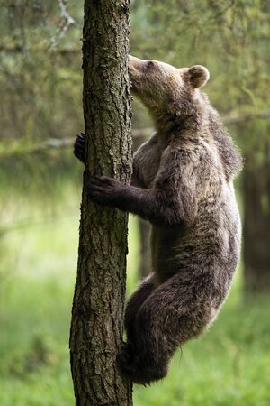 Motivated brown bear, ursus arctos, climbing a tree in summer forest. Concept of determination in animal. Big mammal in upright ascending vertically. Animal clings to a tree from side view.の写真素材
