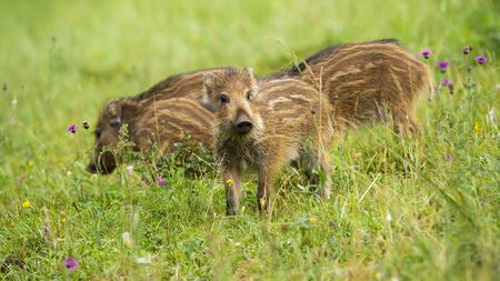 Group of cute wild boar, sus scrofa, piglets with brown stripes on green meadow in spring. Small young animals alone in grass from low angle view. Young mammal babies looking in natureの写真素材