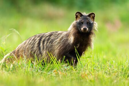 Interested raccoon dog, nyctereutes procyonoides, facing camera in green natural environment. Full body of a alert wild mammal in summertime. Animal wildlife of Slovakiaの写真素材