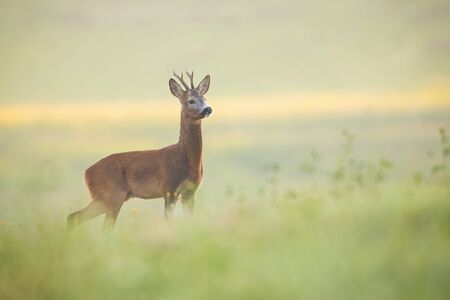 Attentive roe deer, capreolus capreolus, buck observing meadow with clean blurred background. Alert wild animal standing in nature at daybreak with copy space.の写真素材