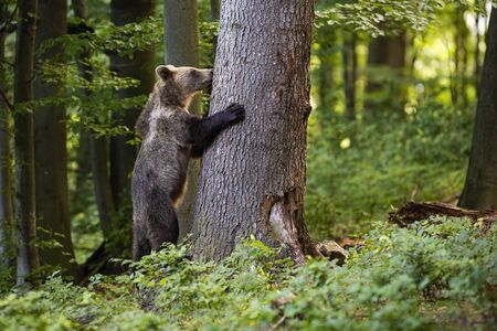 Interested young brown bear, ursus arctos, grasping a tree in spring forest. Wondering mammal climbing on big trunk in woodland with copy space from side view.の写真素材