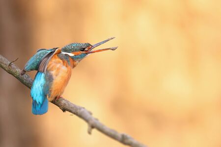 Female common kingfisher, alcedo atthis, stretching her wings with open wings and calling in spring....