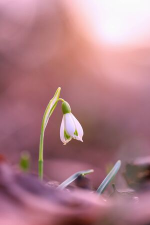 Single snowdrop, galanthus nivalis, growing in spring forest at sunrise with copy space. Vertical composition of one flower blooming in nature. Close-up of garden plant flourish in woodland.の写真素材