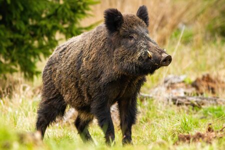 Dominant wild boar, sus scrofa, male sniffing with massive snout with white tusks on meadow. Majestic wild mammal standing on grass in spring from side viewの写真素材