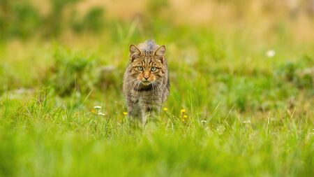 Fierce european wildcat, felis silvestris, hunting on a summer meadow in nature with copy space. Predator walking forward from front view and looking intensely with green eyesの写真素材
