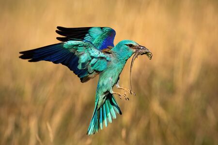 Colorful european roller, coracias garrulus, hovering in flight in spring. Vibrant fauna landing on sunny day from profile. Wild bird holding a catch in Beak in morning from side view.の写真素材