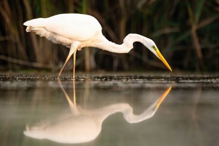 Reflection of great egret,ardea alba, hunting on water surface at sunset. Symmetrical composition with wild bird mirrored on one half. White heron standing in wetland.の写真素材