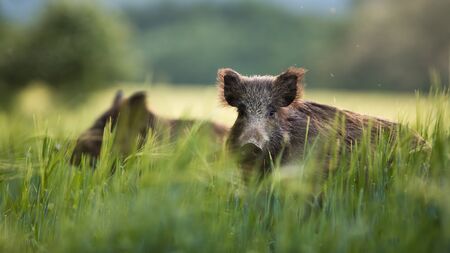 Wild boars feeding on green grain field in summer. Wild pig hiding in agricultural country copy space. Vertebrate grazing in summertime with blurred background.の写真素材