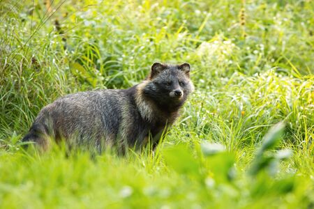 Wild raccoon dog, nyctereutes procyonoides, standing in front of tall green vegetation in summer. Hairy adult mammal with dark fur on a open meadow in nature.の写真素材