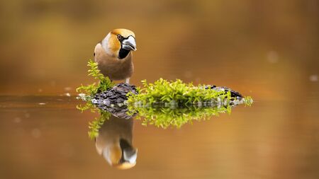 Positive hawfinch, coccothraustes coccothraustes, male staring on its reflection in water with copy space. Smooth looking animal wildlife scenery of bird looking into river with blurred background.の写真素材