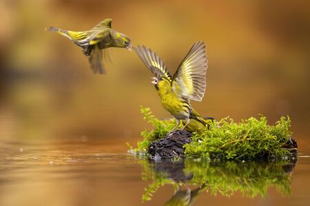 Flying eurasian siskin, spinus spinus, challenging other one guarding its spot with open wings. Concept of rivalry between garden birds. Wild animals in action scenery fighting.の写真素材