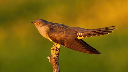 Proud common cuckoo, cuculus canorus, displaying at sunrise in summer nature. Male bird showing with green background from side. Grey avian in natural environment.の写真素材