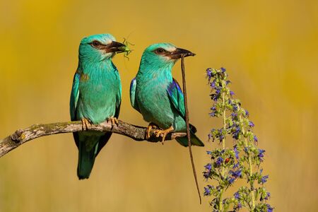 Couple of two european roller, coracias garrulus,s sitting in summer nature with blurred background. Cute pair of birds holding prey in sun. Wild animals on prairie.の写真素材