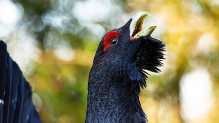 Close-up of western capercaillie, tetrao urogallus, lekking during courting season. Capercaillie's...