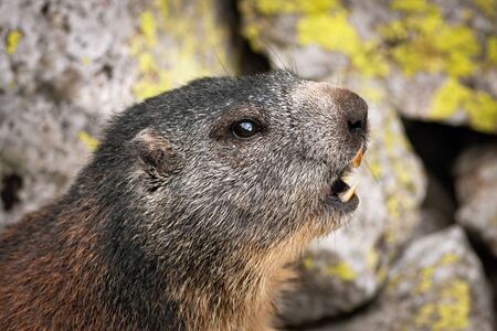 Alert alpine marmot, marmota marmota, whistling with open mouth to warn others in rocky mountains. Detailed close-up of alert wild animal with strong teeth from profile. Wild rodent in wilderness.の写真素材
