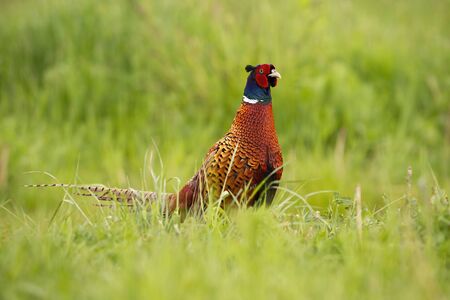 Disturbed common pheasant, phasianus colchicus, walking along the grassland in summer. Curious ring-necked bird observing the grassy vegetation of the hayfield. Hungry pheasant in the nature.の写真素材