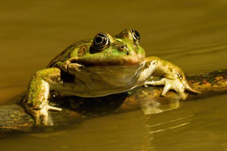 Close-up of a edible frog, pelophylax esculentus, sneaking out of water in summer. Cute green amphibian swimming in sunshine. Animal coming out of lake from front viewの写真素材
