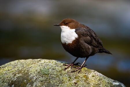 Cute white-throated dipper, cinclus cinclus, sitting on a stone with moss in river. Appealing water bird resting on a rock in spring nature from front with copy space. Animal wildlife.の写真素材
