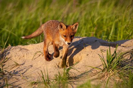 Little red fox, vulpes vulpes, walking down the hill in sunny spring nature with copy space. Cute...