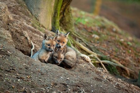 Fluffy red fox, vulpes vulpes, cubs exploring surroundings of their den in spring forerst. Three young mammals with soft fur sitting near hole to burrow in nature. Young cute wild animals.の写真素材
