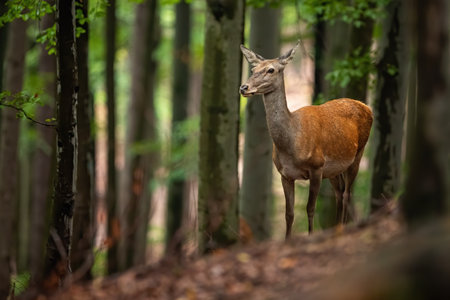 Careful red deer, cervus elaphus, hind looking aside in a summer or autumn forest with trees in background. Female wild animal walking cautiously in woodland with copy space. Wildlife in nature.の写真素材