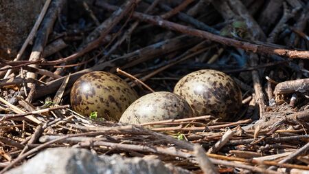 Three spotted eggs of black-headed gull, chroicocephalus ridibundus, lying in nest in colony. Concept of bird reproduction in breeding season. Close-up of animal wildlife from spring nature.の写真素材