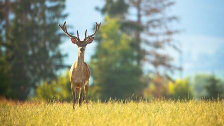 Juvenile red deer, cervus elaphus, observing from a horizon on a sunlit green meadow in nature. Young male animal with growing antlers in velvet from front view with copy space.の写真素材