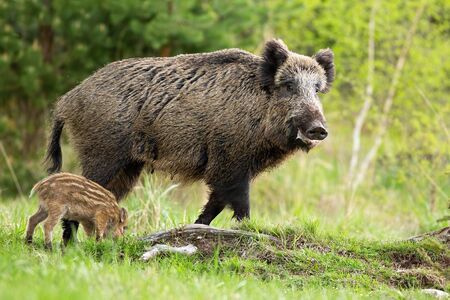 Happy wild boar, sus scrofa, mother and little striped piglet grazing on glade in spring nature. Positive scenery from wilderness with animal wildlife. Young baby mammal feeding on green grass .の写真素材