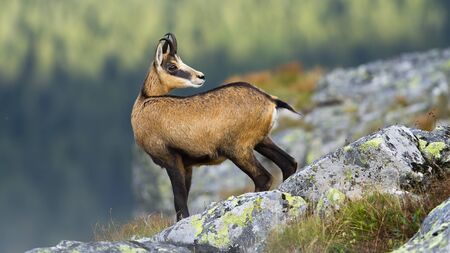 Alert tatra chamois, rupicapra rupicapra tatrica, standing on rocky horizon in mountains and looking behind. Agile wild mammal with brown fur and curved horns in summer nature in high altitude.の写真素材