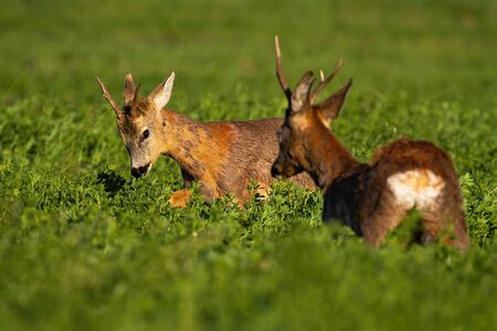 Rivalry of roebucks in a territorial fight in spring nature at sunrise. Conflict between two wild male animals over territory. Seasonal wildlife scenery.の写真素材