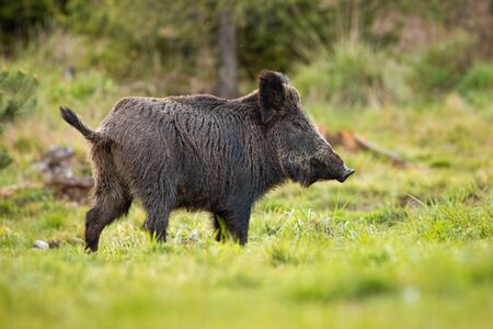 Female of wild boar, sus scrofa, with wet fur and big snout grazing on the forest clearing in spring. Wild hog on the green pasture. Massive hairy animal with short tail up. Fierce animal on the walk.の写真素材