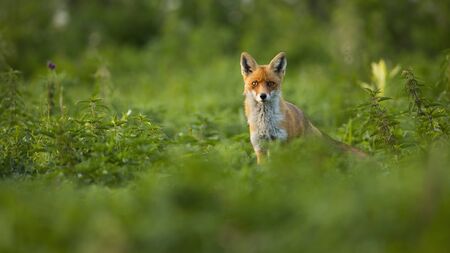 Attentive red fox, vulpes vulpes, listening and string into camera. Interested fox looking from behind the high nettle field. Attentive predator hunting on the meadow. Wild animal standing alone.の写真素材